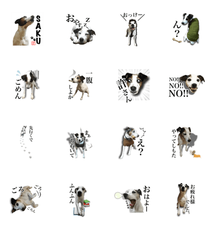 SAKU of the Jack Russell Terrier SAKU of the Jack Russell Terrier