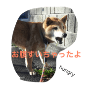 shiba inu is HINA2017 shiba inu is HINA2017