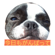 Realdogs wagayano mofumofu's Realdogs wagayano mofumofu's