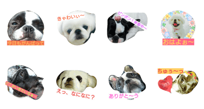 Realdogs wagayano mofumofu's Realdogs wagayano mofumofu's