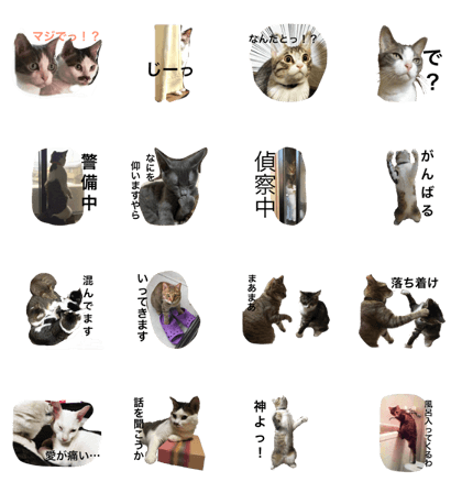 My 8Cats