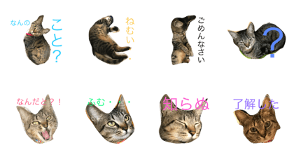 Everyday with cats