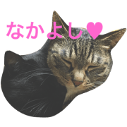 Two cute cats Two cute cats