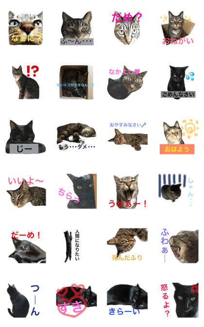 Two cute cats Two cute cats