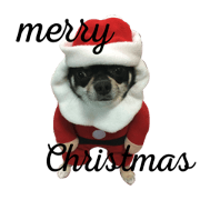 Chihuahua hamster bird