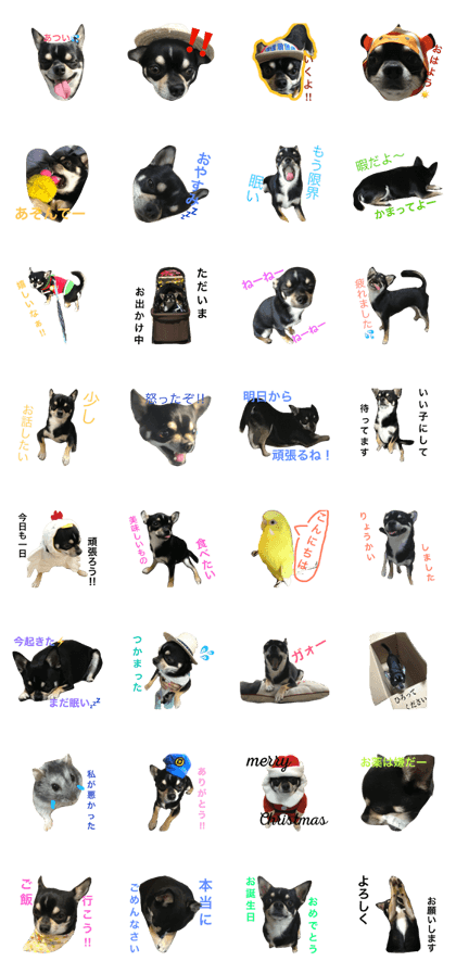 Chihuahua hamster bird