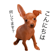 LIFE with PETIT(miniature pinscher). LIFE with PETIT(miniature pinscher).