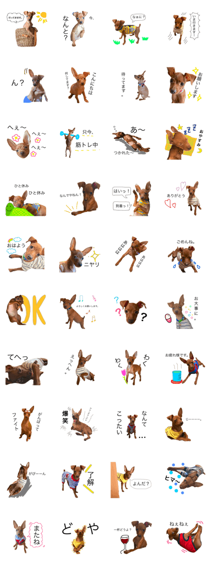 LIFE with PETIT(miniature pinscher). LIFE with PETIT(miniature pinscher).