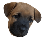 Lang Arn Dog Lang Arn Dog