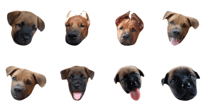 Lang Arn Dog Lang Arn Dog