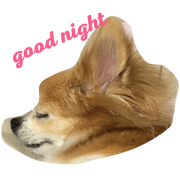 dog coco messi chii dog coco messi chii