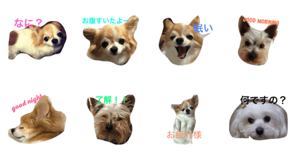 dog coco messi chii dog coco messi chii