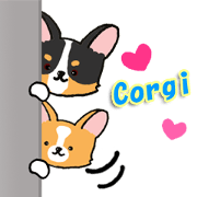 Chubby Corgi sticker