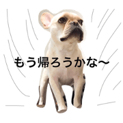 Frenchie Life 1 Frenchie Life 1