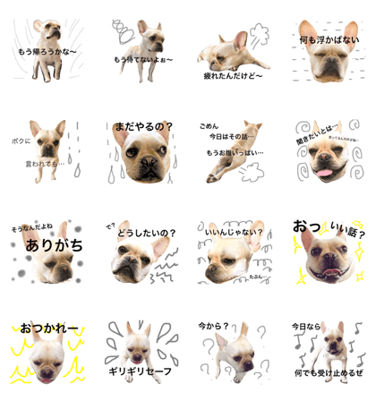 Frenchie Life 1 Frenchie Life 1