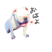 bulldog.and.bosutonteria bulldog.and.bosutonteria