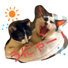 CHERRY_20210721172058