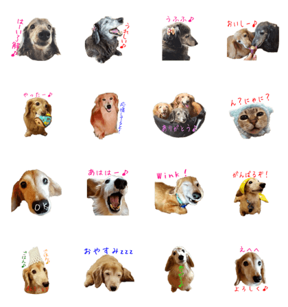 friend of the dachs 2