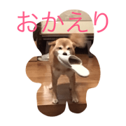 shibainu you