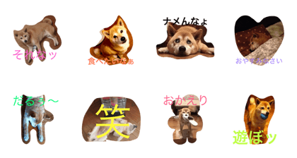 shibainu you