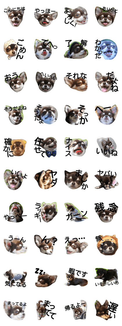 Jonny of Chihuahuas.