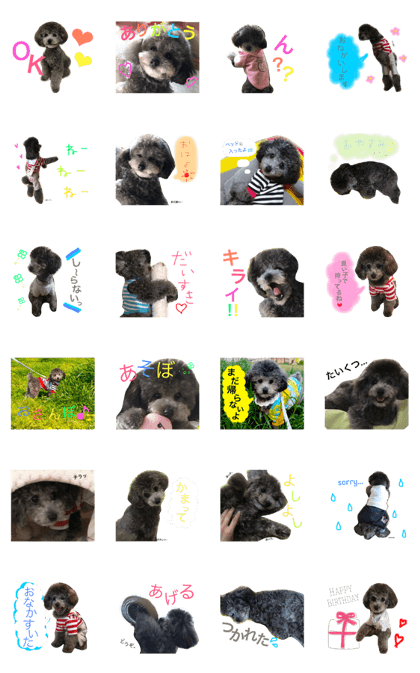 bebe_toypoodlesilver