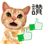 Fat cat Everyday story