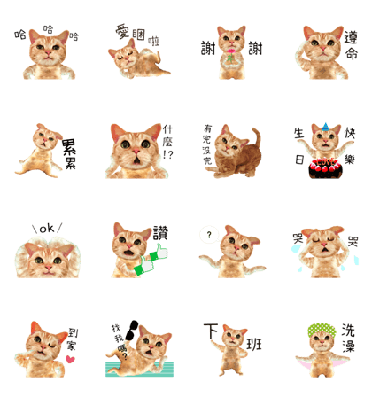 Fat cat Everyday story