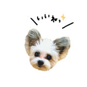 MY DOG Maltese&Papillon2