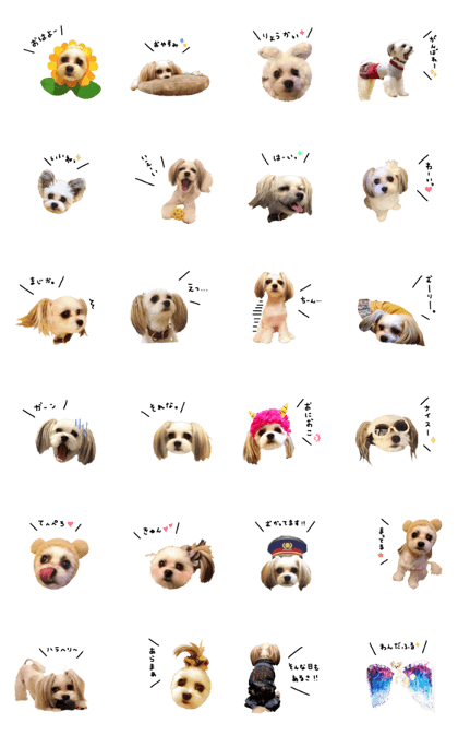 MY DOG Maltese&Papillon2