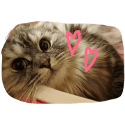 cutie cat Eve cutie cat Eve