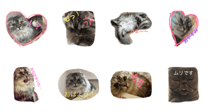 cutie cat Eve cutie cat Eve