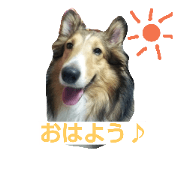 sheltie Ten-chan