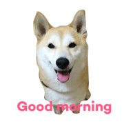 shibadog asuka shibadog asuka