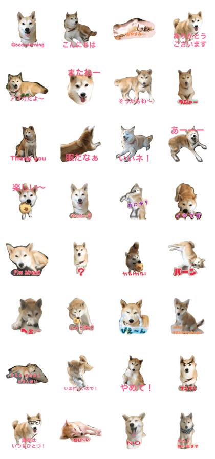 shibadog asuka shibadog asuka