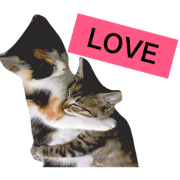 mike&kiji marukotake mike&kiji marukotake