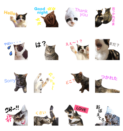 mike&kiji marukotake mike&kiji marukotake