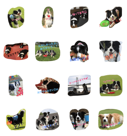 Okiraku Border collie2