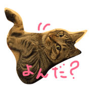 my home king Shizuo. my home king Shizuo.