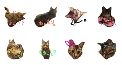 my home king Shizuo. my home king Shizuo.