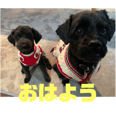 Pekingese Toy Poodle Kuusuke and Komachi