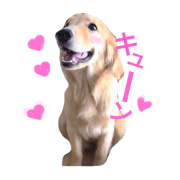 Golden Retriever tukushi