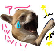 Chihuahua Kirara from Kyoto version 3