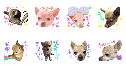 Chihuahua Kirara from Kyoto version 3