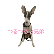 three brothers dog part 3