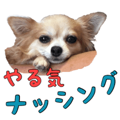最速 ライン スタンプ 無料 犬 チワワ 最速 ライン スタンプ 無料 犬 チワワ