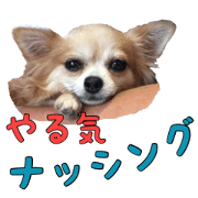 YUZU-Chihuahua YUZU-Chihuahua