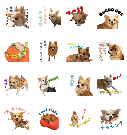 YUZU-Chihuahua YUZU-Chihuahua