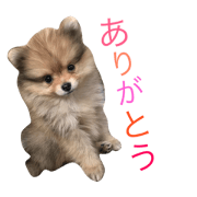 Reito.pomeranian2