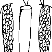 hito chan with friends